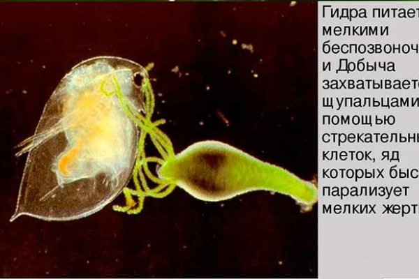 Рабочий кракен